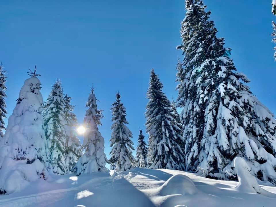 Villa Diva Budureasa Exteriér fotografie